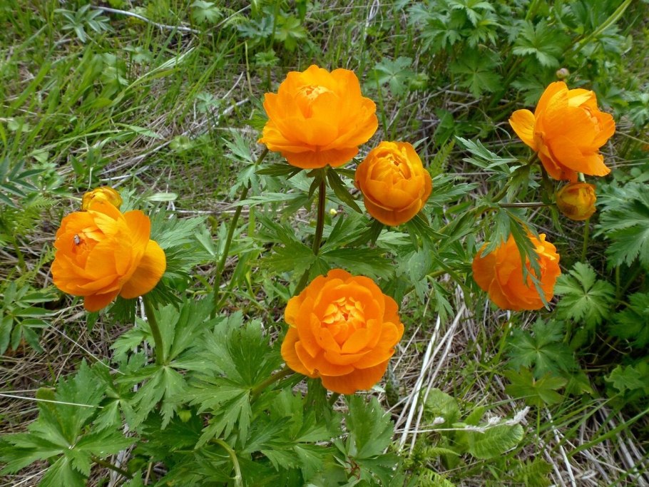 Огоньки цветы сибири