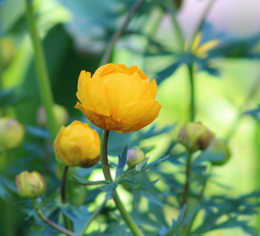 Купальница джунгарская