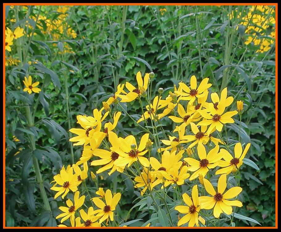 Кореопсис трехкрылый