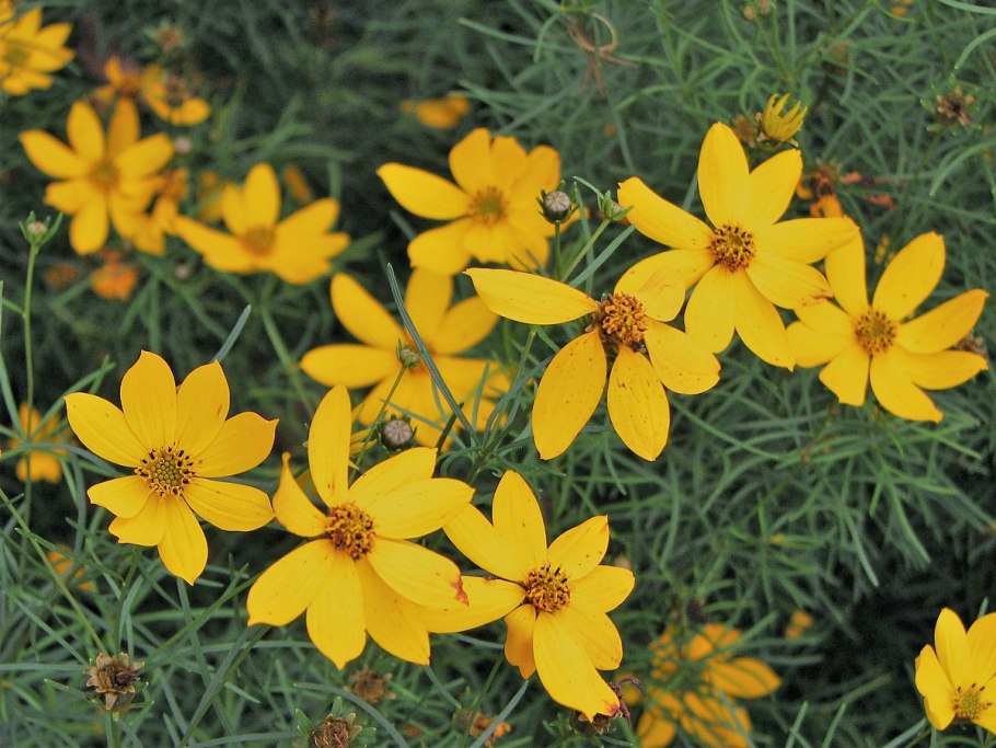 Coreopsis verticillata zagreb
