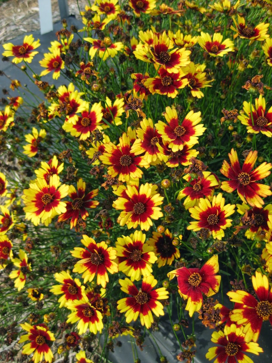 Гайлардия грандифлора аризона