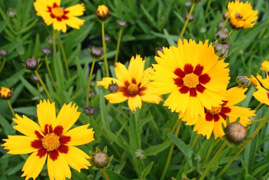 Кореопсис грандифлора