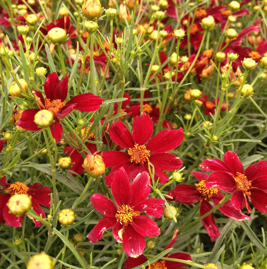 Кореопсис красильный Гольдштраль