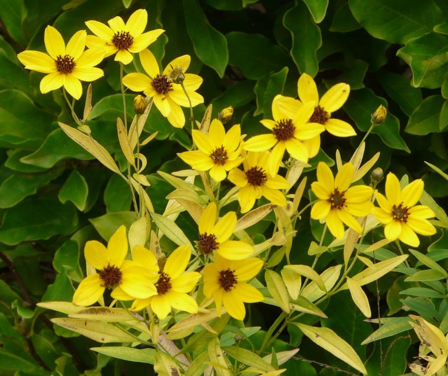 Кореопсис Лайтинг баг