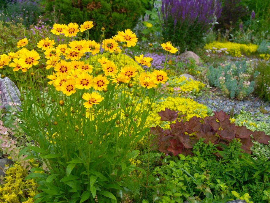 Coreopsis basalis