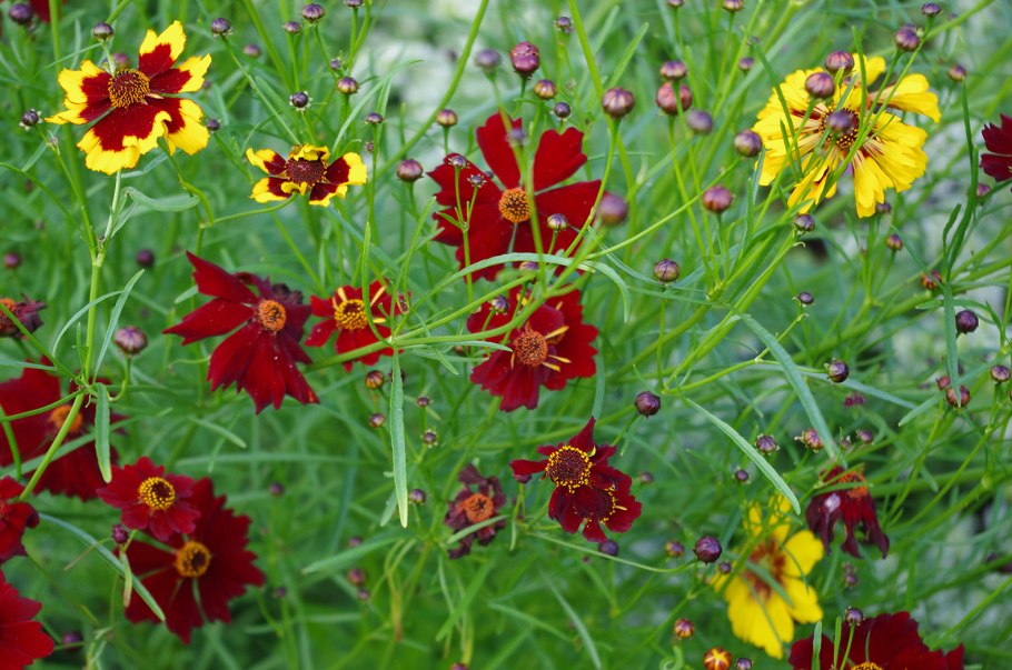 Кореопсис рулетте