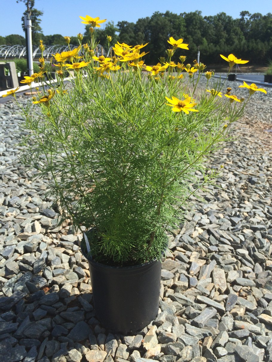 Кореопсис ланцетовидный