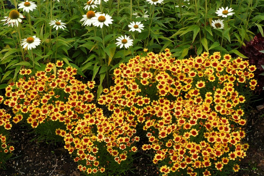 Кореопсис красильный ланцетовидный