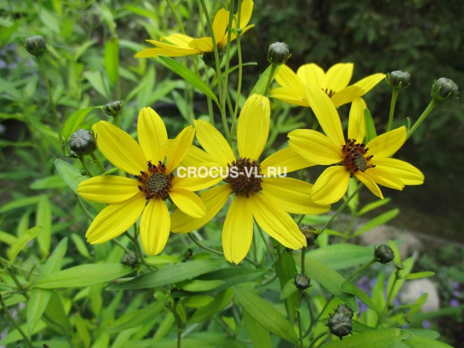 Coreopsis tripteris