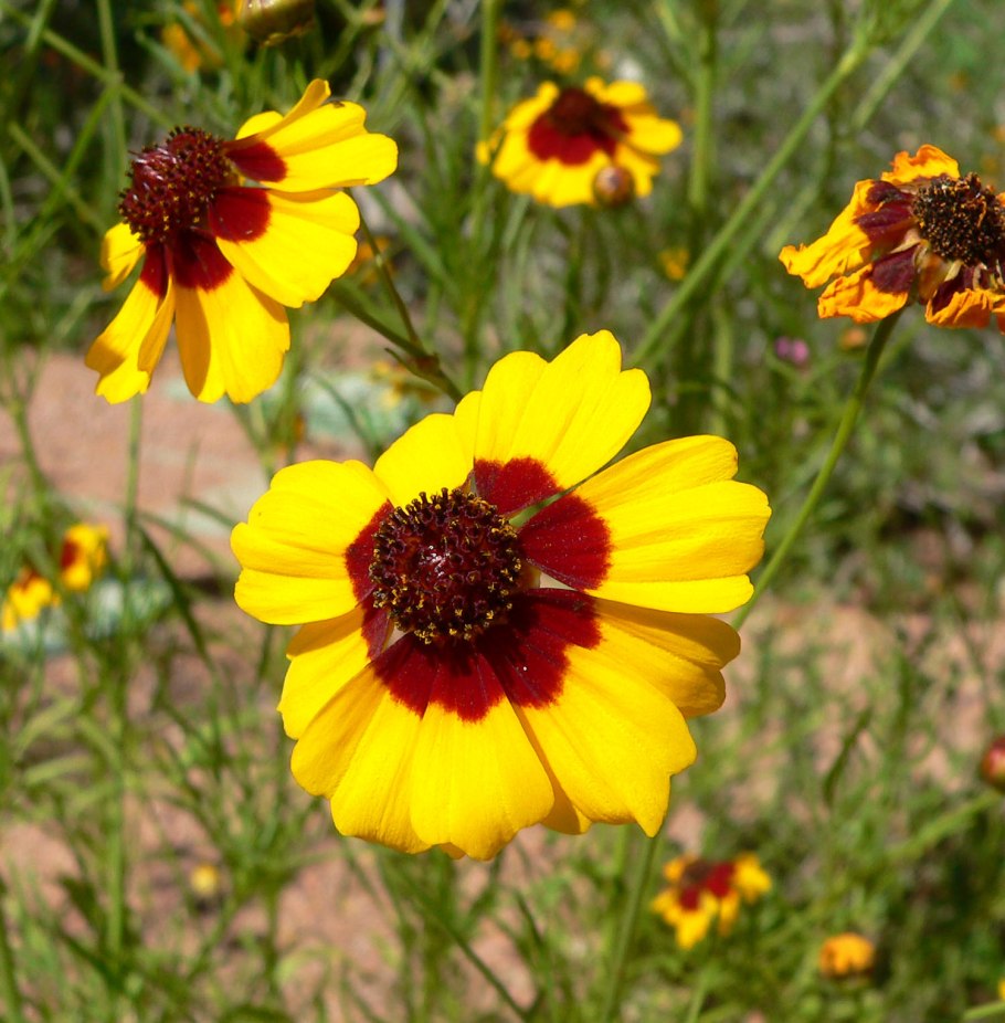 Кореопсис тинктория