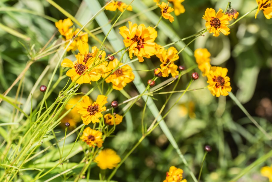 Coreopsis tinctoria