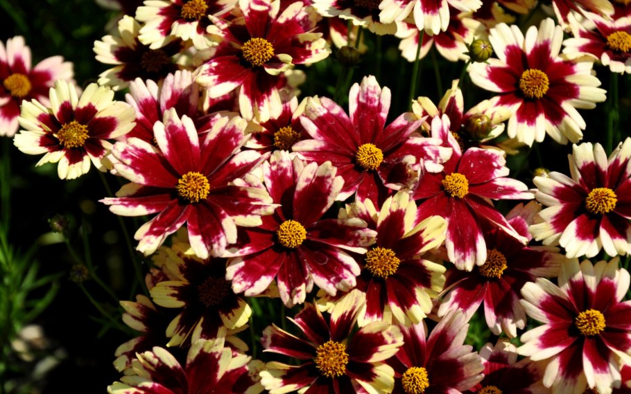 Кореопсис coreopsis ruby frost