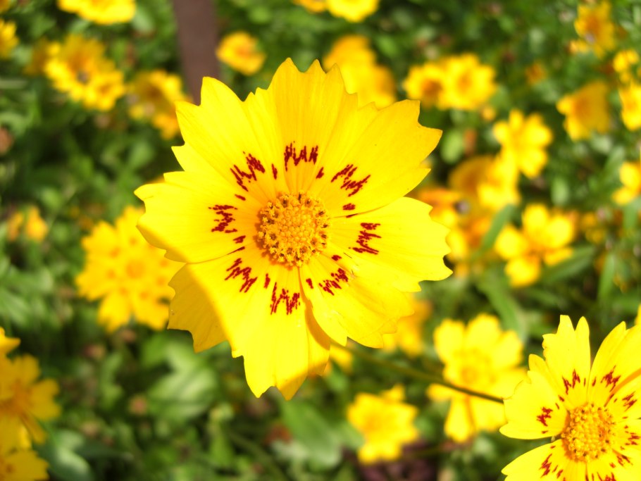 Кореопсис соланна сансет бурст