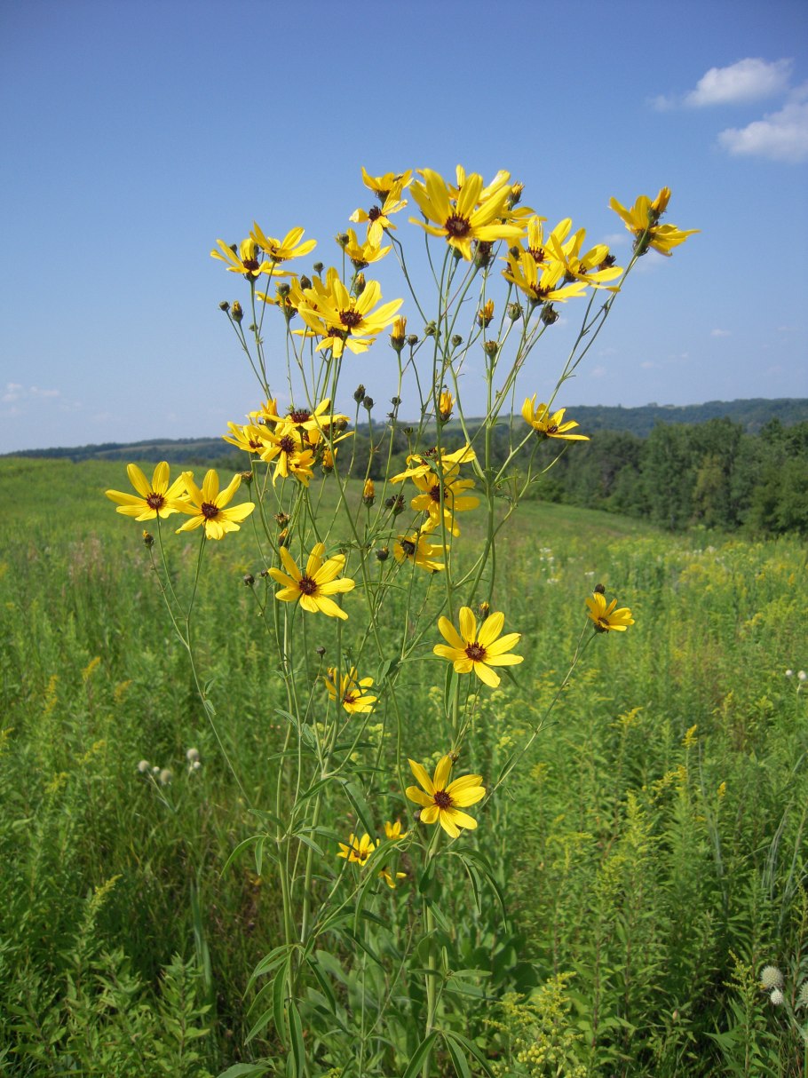 Coreopsis tripteris
