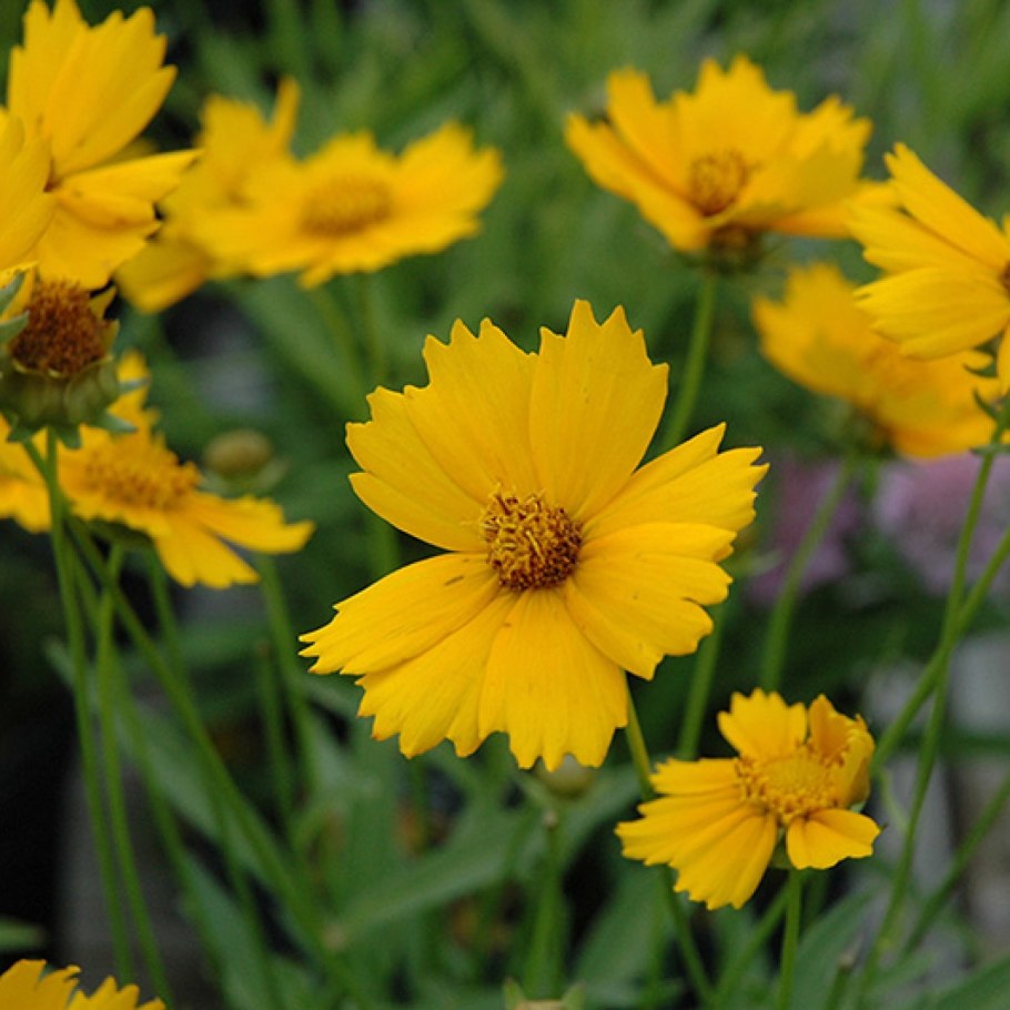 Кореопсис низовой