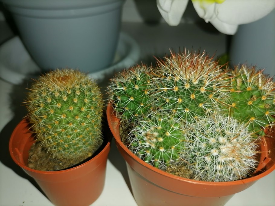 Кактус паулина