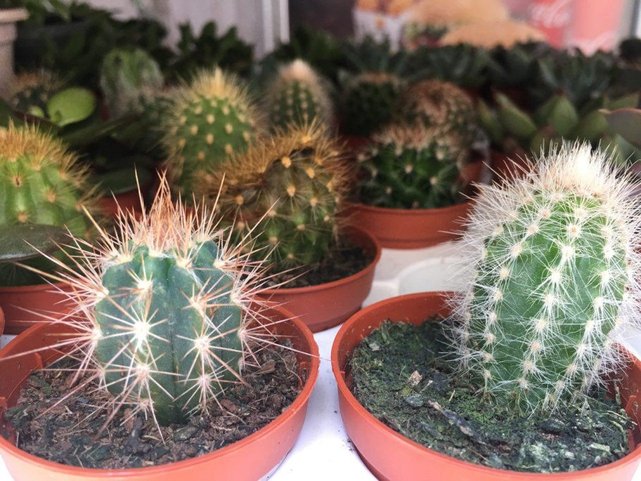 Кактус опунция