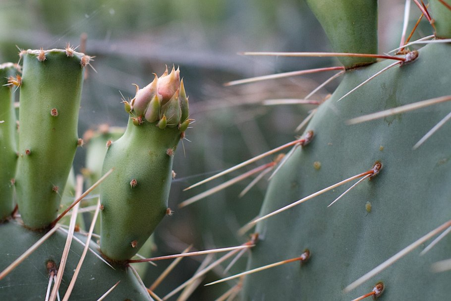 Колючки кактуса опунции