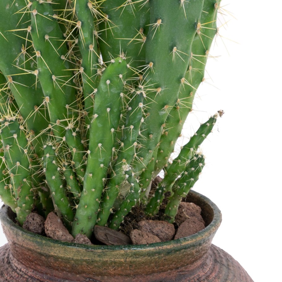 Stenocereus alamosensis