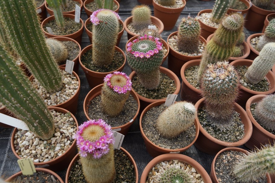 Кактус маммиллярия