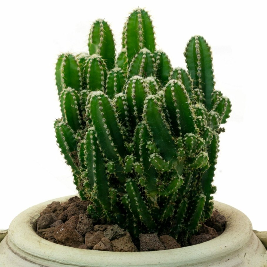 Echinocereus schwarzii