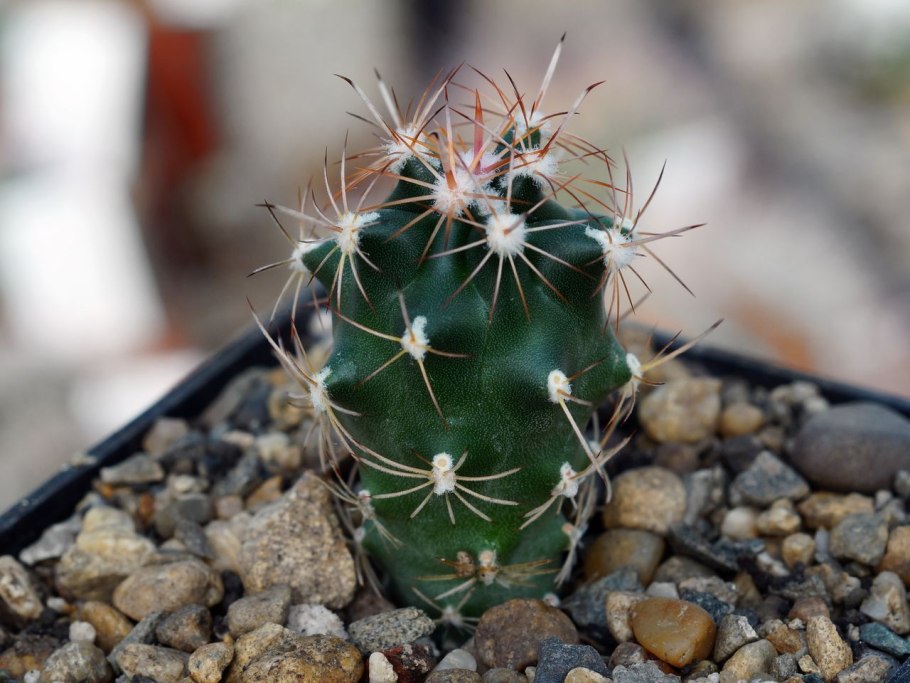 Ancistrocactus brevihamatus