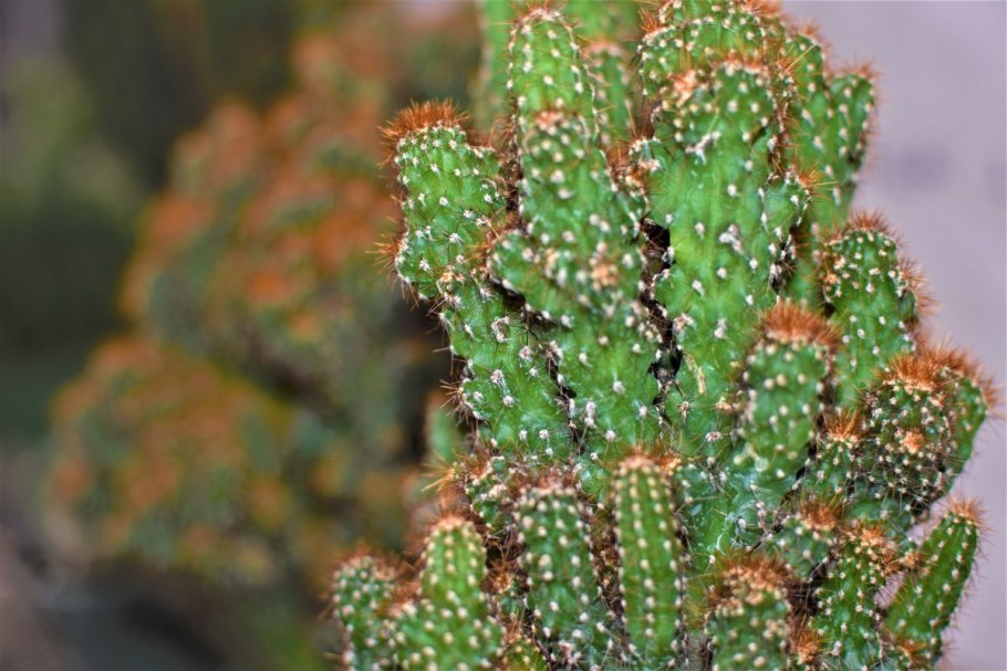 Кактусы в интерьере