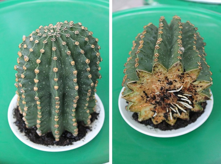 Кактус эхинопсис