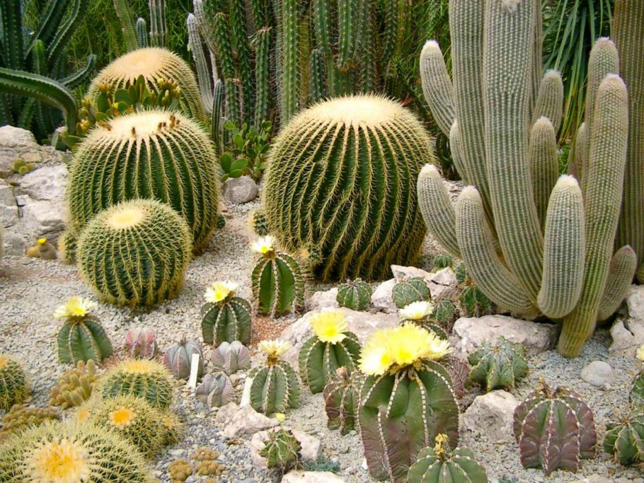 Кактус проект