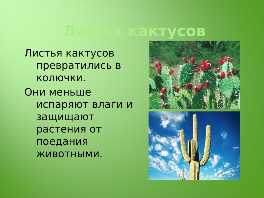 Строение кактуса