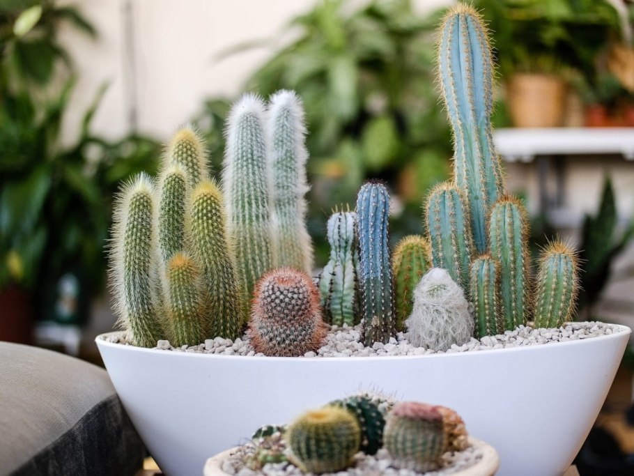 Кактус Строблем