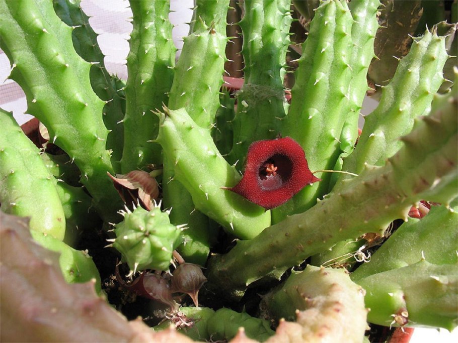 Стапелия гуэрния