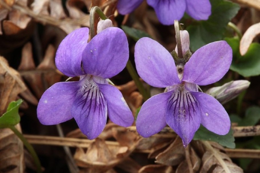 Виола Лесная