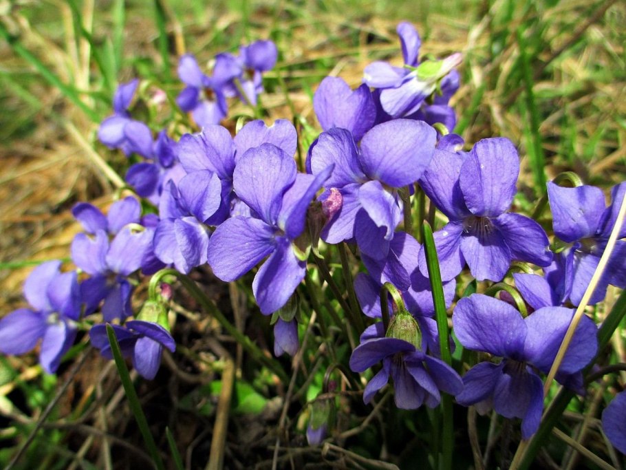 Фиалка желтая (Viola pubescens)