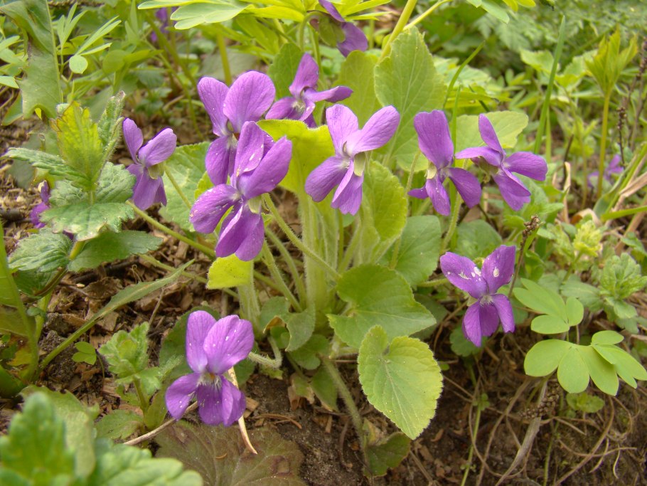 Фиалка Маришка