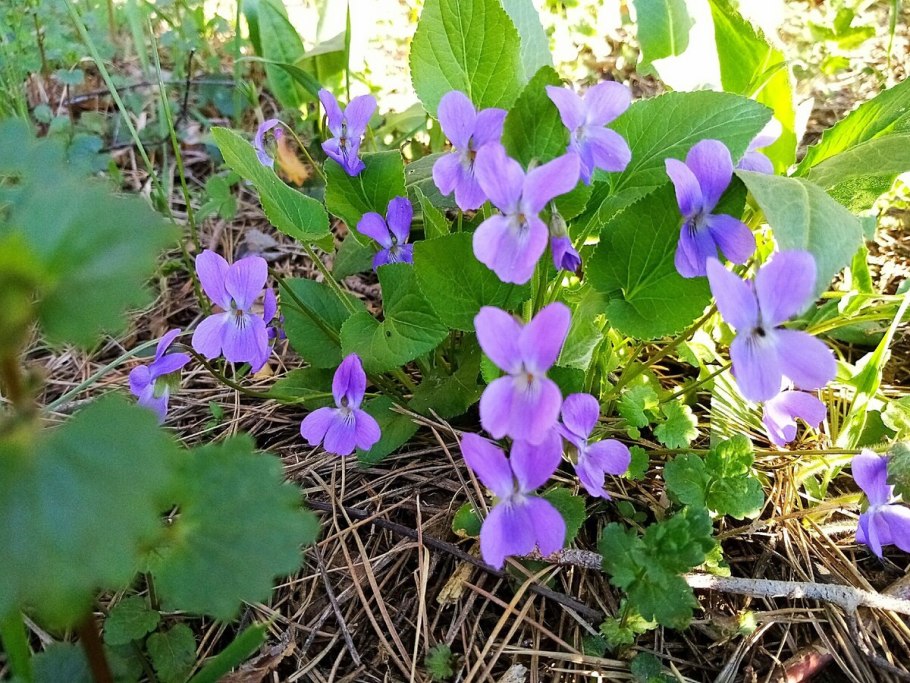 Посурье растение