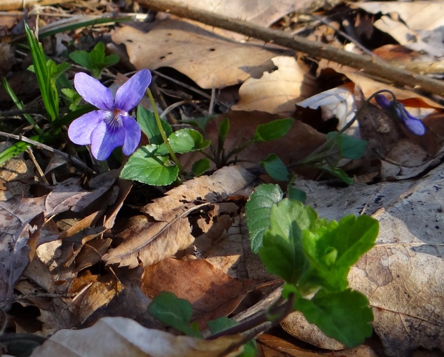 Лесная фиалка цветок
