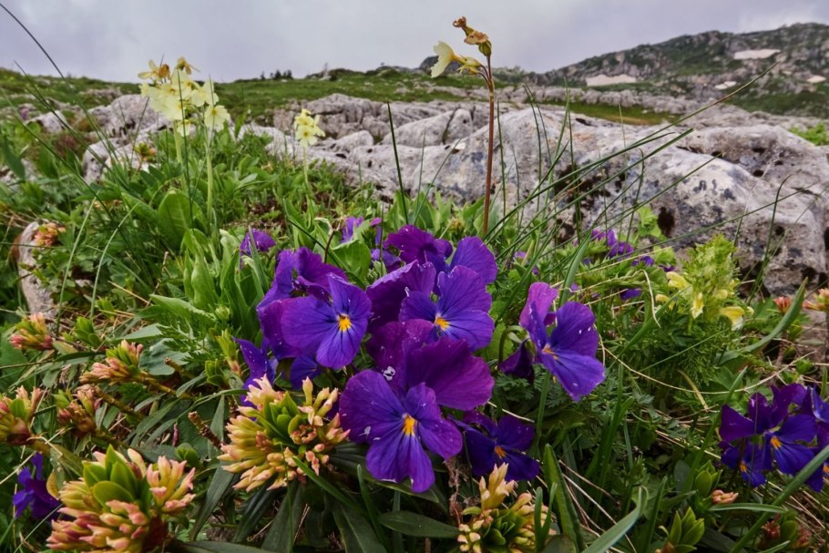 Фиалка крийская