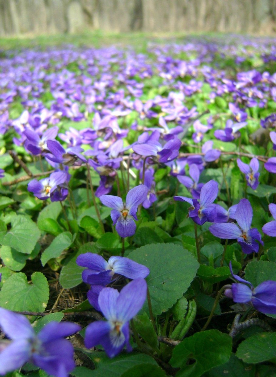 Фиалка Лесная розовая