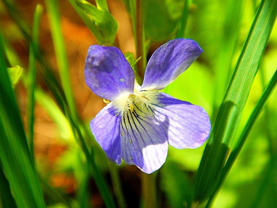Фиалка Скальная