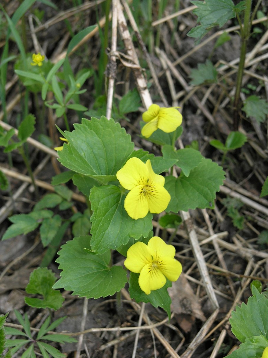 Viola odorata фиалка душистая