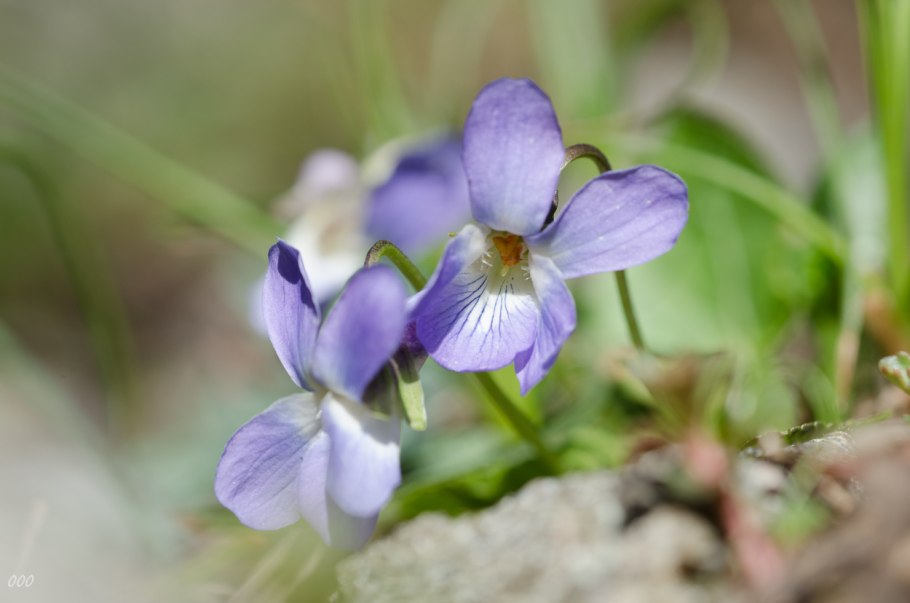 Лесные фиалки