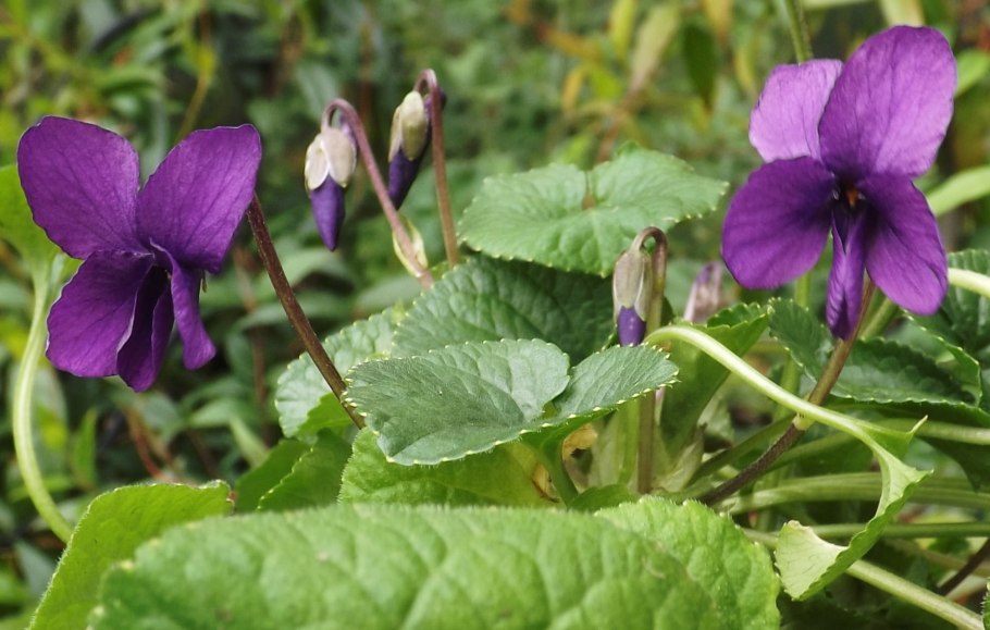 Фиалка Лесная семена