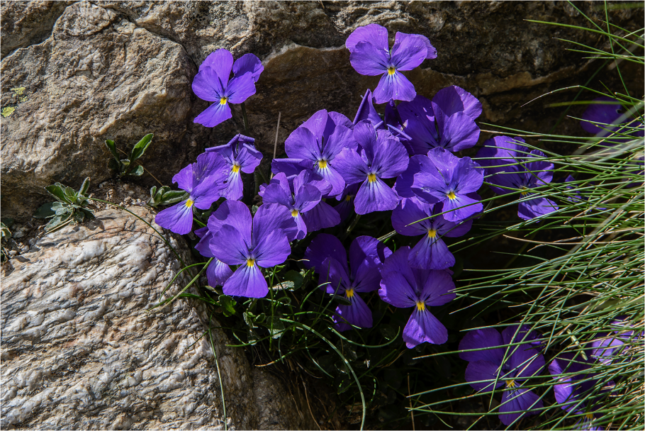 Лесные фиалки