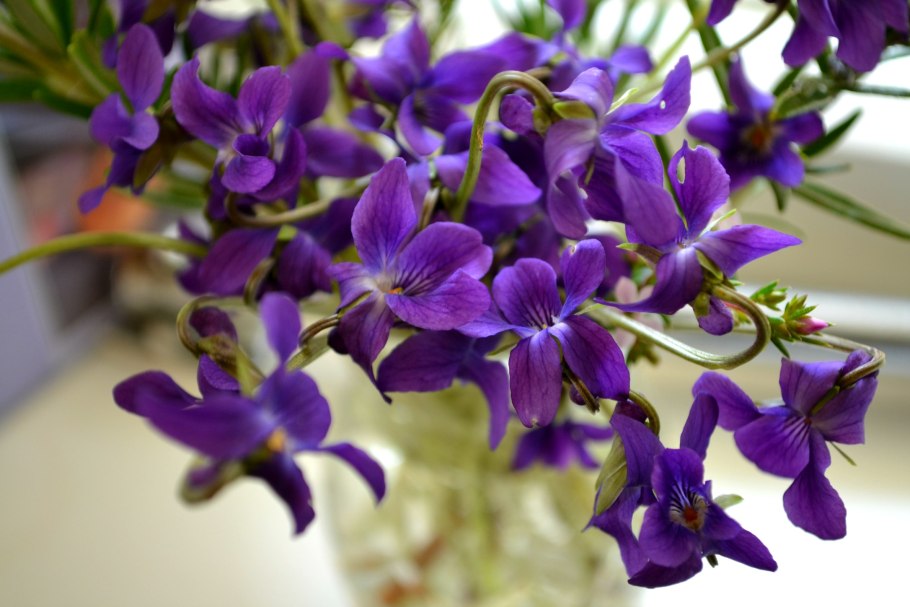 Лесная фиалка