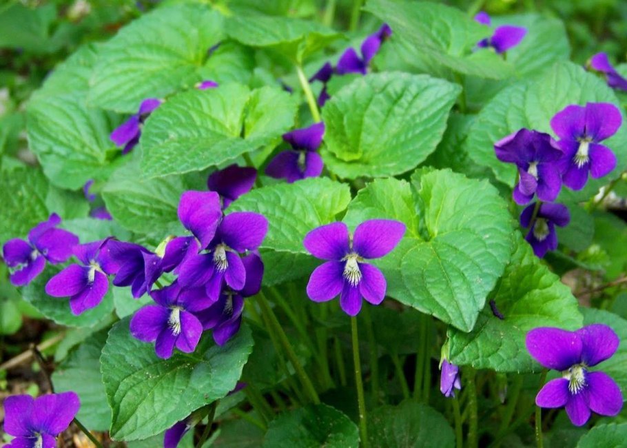 Лесные фиалки