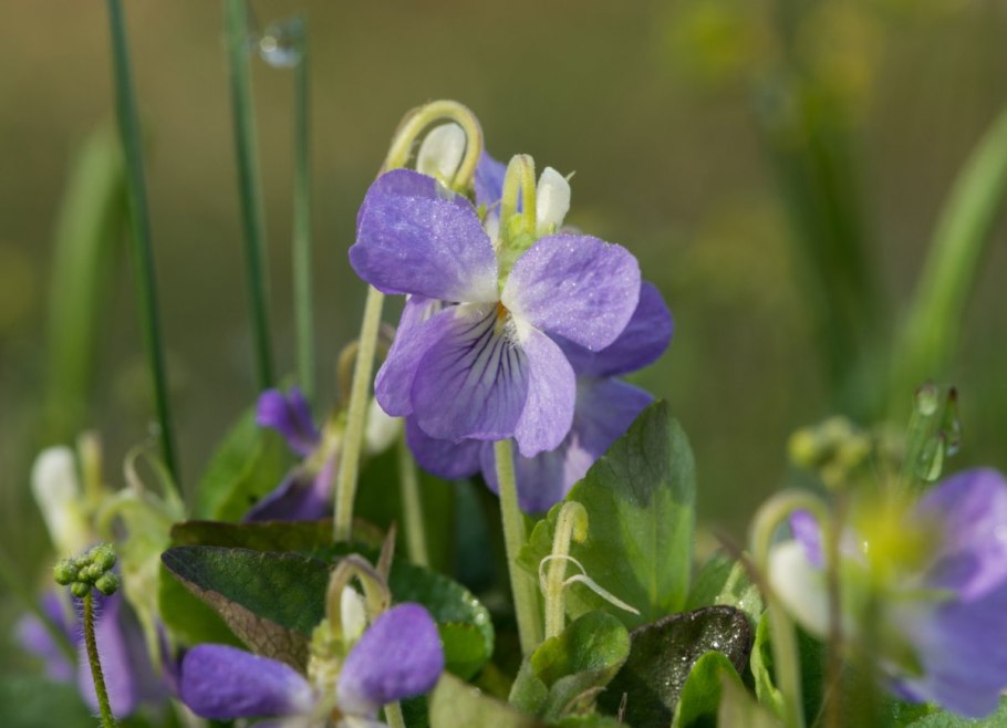 Фиалка Лесная ежевика