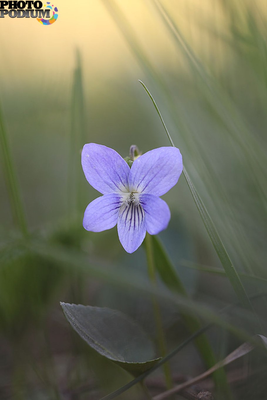 Фиалка odorata душистая