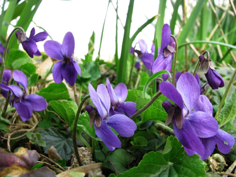 Фиалка Скальная Viola rupestris