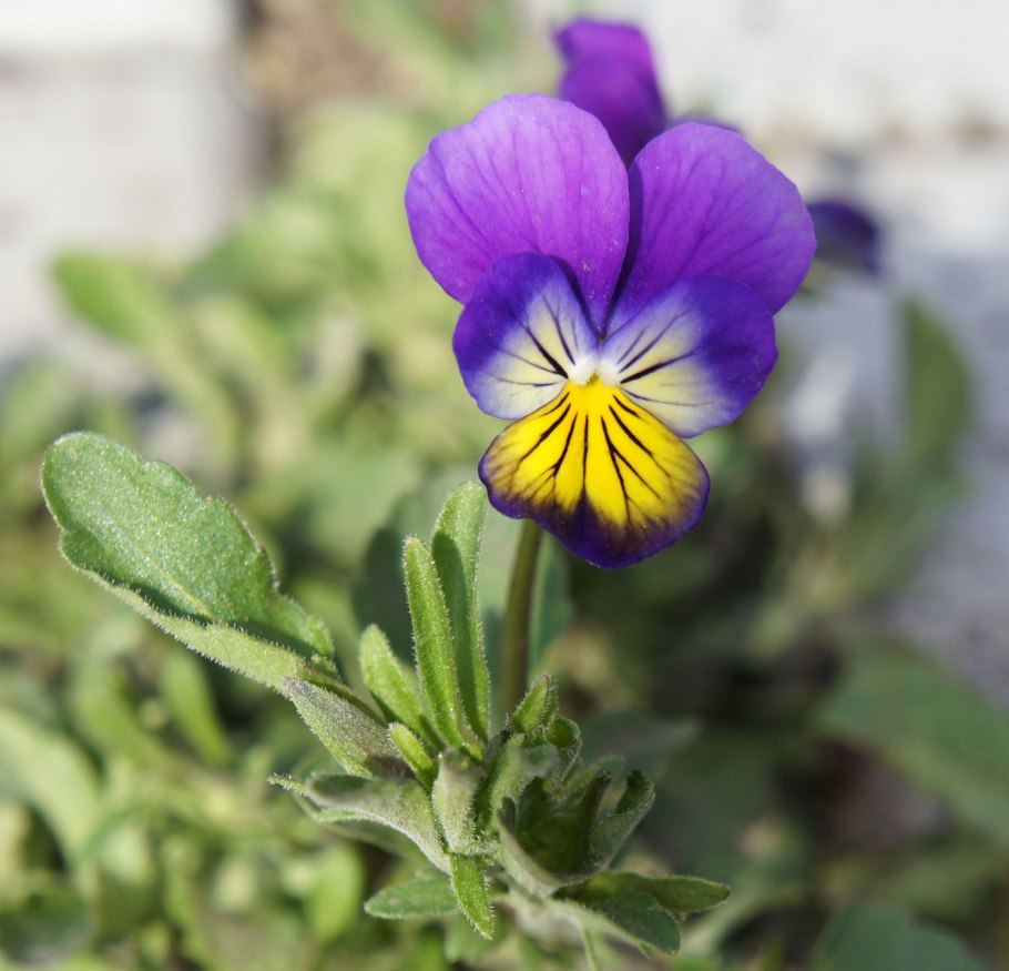 Фиалка крийская